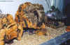 Hemitheconyx f3.JPG (85443 octets)