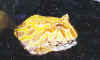 ceratophrys f2.JPG (21242 octets)