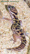 coleonyx_4.JPG (23351 octets)