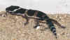 gecko2.jpg (36404 octets)