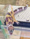 gecko3.jpg (20455 octets)
