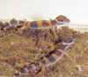 geco1.jpg (27261 octets)