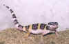 heublepharis bebe  golden.JPG (29429 octets)