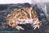 ceratophrys f1.JPG (41840 octets)