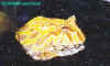 ceratophrys f2.JPG (33493 octets)