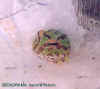 ceratophrys f3.JPG (16608 octets)