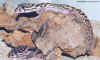 coleonyx 2.JPG (87582 octets)