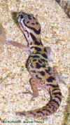 coleonyx 4.JPG (43936 octets)