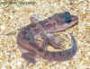 eublepharis  bebe!!.JPG (44906 octets)