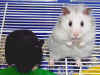 hamsters.jpg (114075 octets)