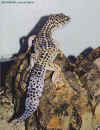 heublepharis f1.JPG (92986 octets)