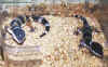 heublepharis f6.JPG (73907 octets)