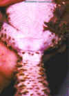 sexe de gecko male.JPG (33263 octets)